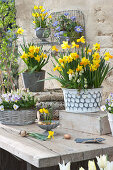 Terrace arrangement with daffodils, violets and grape hyacinths