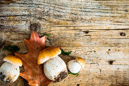Autumn Cep Mushrooms on wood