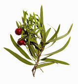 Quandong-Beeren (Australien)