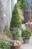 Autumn Terrace With Conifers