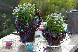 Three-Colored Forget-Me-Not In Glasses As A Table Decoration