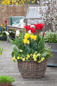 Basket With Tulips And Primroses