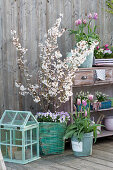 Spring Balcony With Spring Bloomers And Ornamental Cherry