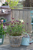 Checkerboard Flowers In The Basket