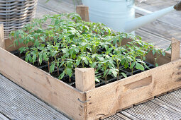 Obststiege mit Tomaten - Jungpflanzen