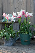 Lily-Flowered Tulips 'marylin' In Tin Pots