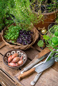 Herbs, onions and utensils on a wooden board in a garden kitchen