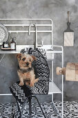 Small dog sitting on stool in front of sink on metal stand in in black-and-white kitche