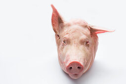 Whole head of the pig