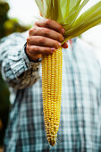 Farmers hands with fresh corn