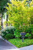 Dark gray mailbox in the front yard with lush greenery