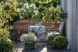 Terrasse mit Stammrosen in weiß und gelb