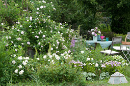 Historische Rose Félicité Parmentier und Beetrose 'Petticoat'