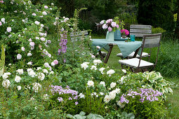 Historic Rose Félicité Parmentier And Beetrose 'petticoat'