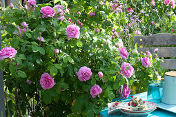 Kleine Sitzecke neben Rose 'Gertrude Jekyll'