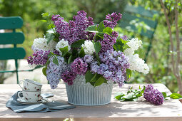 Arrangement Of Lilac In Different Colors