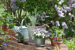 Plant Herbs And Vegetables In A Pot