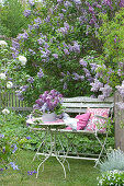 Bank In Front Of Blooming Lilac