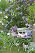 Bank In Front Of Blooming Lilac