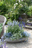 Blau - weiß bepflanzte Schale mit Mehlsalbei, Männertreu und Zauberschnee