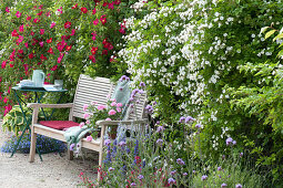 Wooden Bench Between Roses 'scarlet Glow' And Multiflora