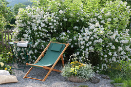 Sitzplatz auf Kiesterrasse vor Multiflora - Rose