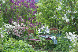 Small Sitting Area In The Perennial Border Between Lilac Bushes