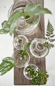 Wurzelnde Blätter und Pflanzen in Glasvasen