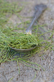 Dried horsetail witha silver spoon