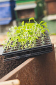 Kohlrabi and beetroot seedlings in seed tray