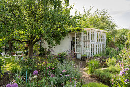 Garden With Apple Tree And Greenhouse From Old Windows