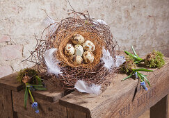 Quail eggs and white feathers in nest made from maidenhair vine tendrils