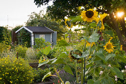 Vegetable Garden With Raised Beds And Garden Shed