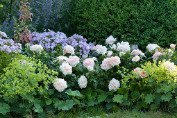 Bed with rose 'Garden of Roses', phlox, lady's mantle and thimble