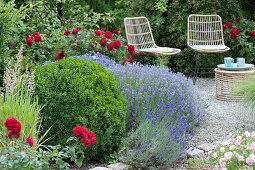 Beet mit Lavendel 'Hidcote Blue', Buchsbaum und roten Rosen 'Till Eulenspiegel'