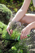 Frau erntet blühenden Lavendel mit Rasenkantenschere