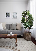 Scatter cushions on grey sofa, houseplant and wooden coffee table in living room