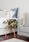 Houseplant and table lamp on round side table between double bed and sofa
