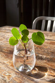 Pilea peperomioides (Chinese money plant) cutting in glass of water