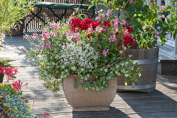 Deadnettle 'pink Chablis', Angelic Face 'pink Improved' And Geranium