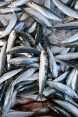 Fresh Sardines on ice