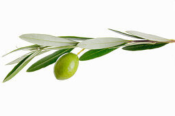 An olive branch with a green olive