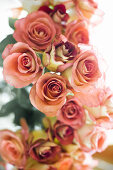 Dusky-pink roses