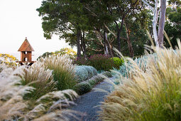 Chinese reed on garden path (Miscanthus transmorrisonensis)