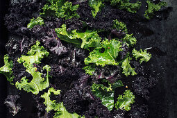 Green and purple kale