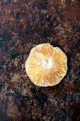 Russula aurea- wild mushroom