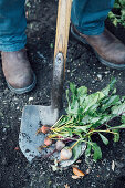 Rote und gelbe Bete auf Gartenschaufel im Gemüsegarten