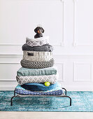 Dog pillow, dog basket and Dachshund with crown