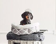 Dachshund with crown in dog basket