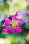 Flower of Rhododendron Vireya Hybride 'Apassionata